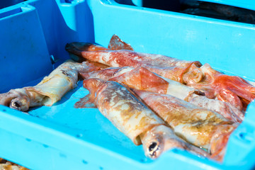 Blue plastic containers with catch of squids, kalmar, sea delicacies. Fish auction for wholesalers and restaurants. Blanes, Spain, Costa Brava. Summer fishing at pier in port Blanes