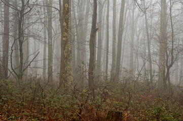 Foggy Morning in the Forest
