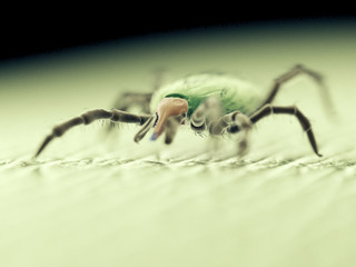 3d rendered medically accurate illustration of a tick - sem style