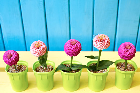 Pink and fuchsia zinnia  flowers in pots on azure and wooden background. Decoration