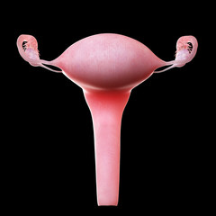 3d rendered medically accurate illustration of an uterus