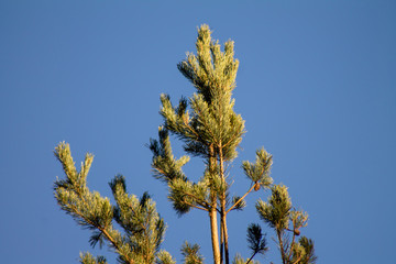 Pine tree