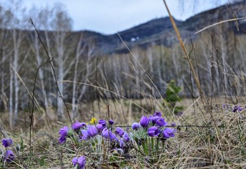 In may, the first flowers appear in the Ural mountains.