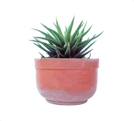 Small plant in pot, succulents or cactus isolated on white background, clipping path included.
