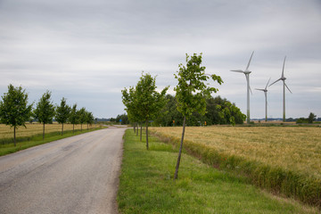 Fototapeta premium Road in the countryside