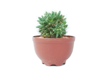 Small plant in pot, succulents or cactus isolated on white background