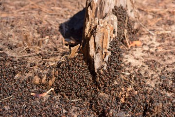 Colony of big black ants on the stump. Ants teamwork close up with selective focus. Black ants woke up in the spring and began to build an anthill. Group of working insects on sand
