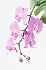 Naklejka na ściany i meble pink Phalaenopsis Orchid flower in winter or spring day tropical garden isolated on white background.