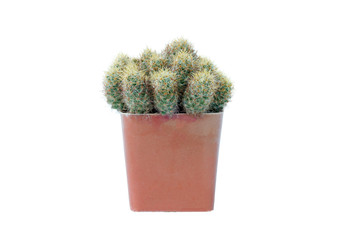 Small plant in pot, succulents or cactus isolated on white background