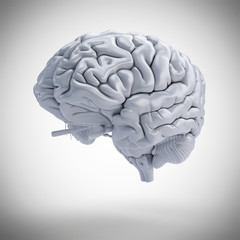 3d rendered medically accurate illustration of a human brain
