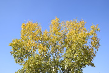 Silver poplar in autumn paint against the blue sky