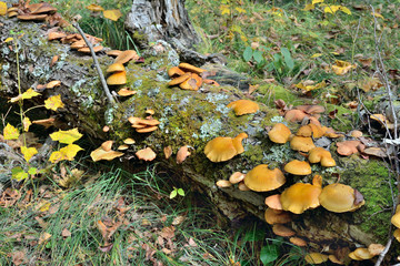 Obraz premium Edible mushrooms on tree 30