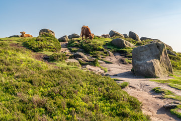Cows on top of Higger Tor in the Peak District, South Yorkshire, England, UK