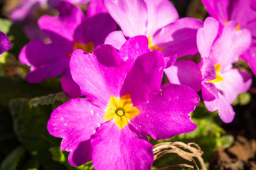 Primula or primrose primula vulgaris blossom. Beautiful pink spring flowers.