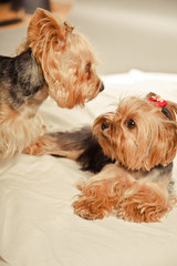 Dwa pieski yorki © Studio Migafka