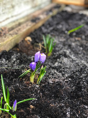 The first spring flower in the garden