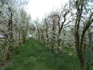 Wiosna w sadzie. Italia © Jola i Darek 