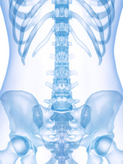 3d rendered medically accurate illustration of the sacrum
