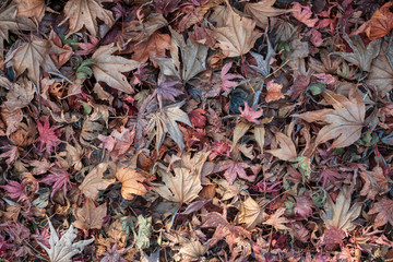 colorful dry autumn leaf. background