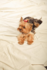 Słodki piesek york © Studio Migafka