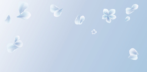 White Blue flying flower and petals isolated on light Blue gradient background. Sakura petals. Vector