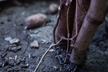 nature, plant, green, tree, leaf, stone, forest, brown, texture, soil, rock, macro, leaves, earth, wood, moss, life, garden, ground, growth, grass