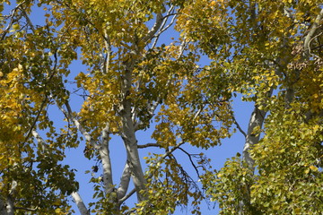 Silver poplar in autumn paint against the blue sky