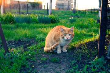 cat, animal, pet, kitten, cute, feline, domestic, grass, garden, nature, fur, kitty, green, mammal, portrait, white, red, tabby, ginger, pets, outdoors, whiskers, beautiful