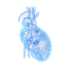 3d rendered medically accurate illustration of a human heart