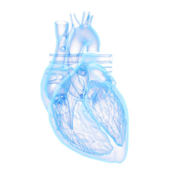 3d rendered medically accurate illustration of a human heart
