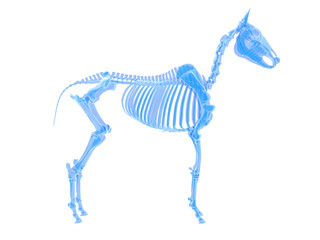 3d rendered medically accurate illustration of a horse skeleton © Sebastian Kaulitzki