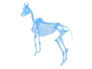 3d rendered medically accurate illustration of a horse skeleton