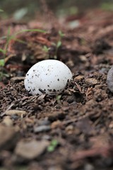 Obraz premium まんまるキノコ（オニフスベ）