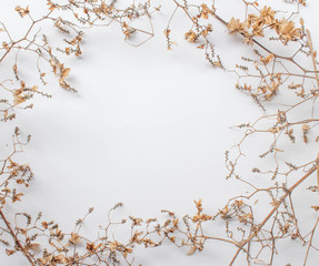 Pattern texture with green dry leaves hop on white background. Flat lay, top view minimal concept