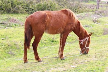 Naklejka premium Horse grazing on green grass