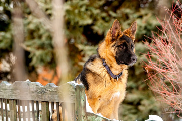 A german shepherd puppy dog sitting on a bench at winter
