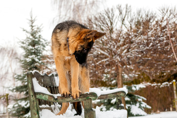 A german shepherd puppy dog standing on a bench at winter