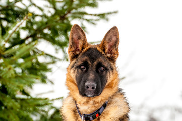 Portrait of a german shepherd puppy dog at winter