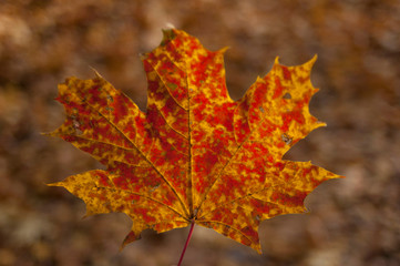 autumn leaves