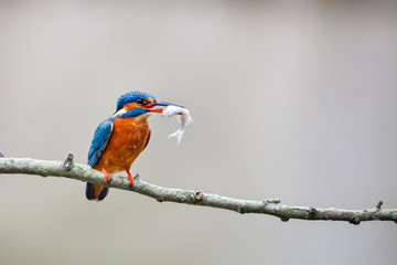 Common kingfisher, Alcedo atthis, perched on the branch