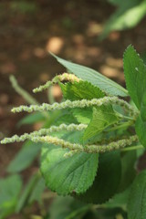 ウスバラセイタソウ