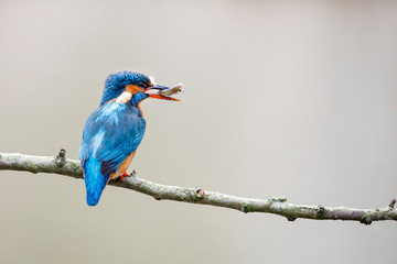 Common kingfisher, Alcedo atthis, perched on the branch