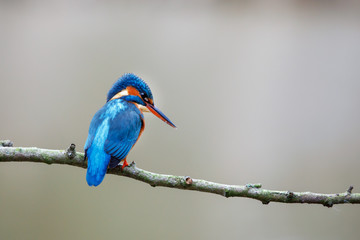 Common kingfisher, Alcedo atthis, perched on the branch