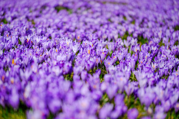 Beautiful spring violet crocus flowers