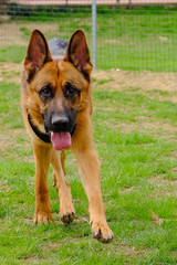 Dog Training Lesson day for a beautiful young German Shepherd Dog. Vicenza, Italy - 17th March 2019