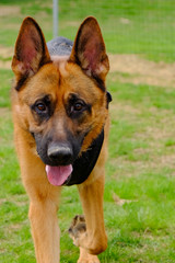 Dog Training Lesson day for a beautiful young German Shepherd Dog. Vicenza, Italy - 17th March 2019