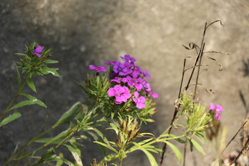 Fototapeta premium 荒地に咲く花・シナノナデヒコ
