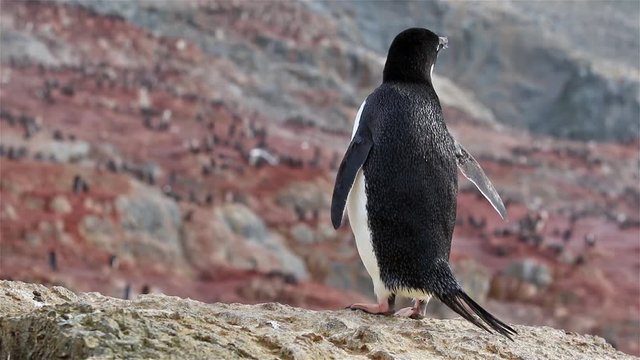 Adelie penguin stands on a stone in Antarctica