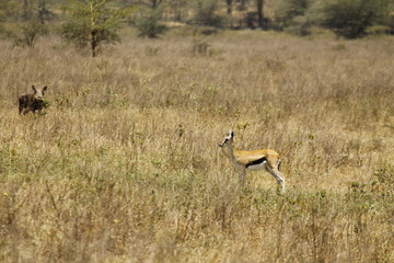 impala in africa
