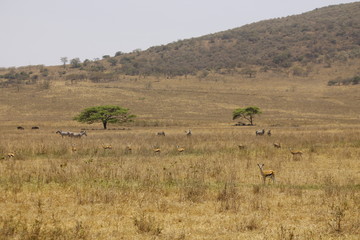Fototapeta na wymiar herd of wildebeest in serengeti national park tanzania africa